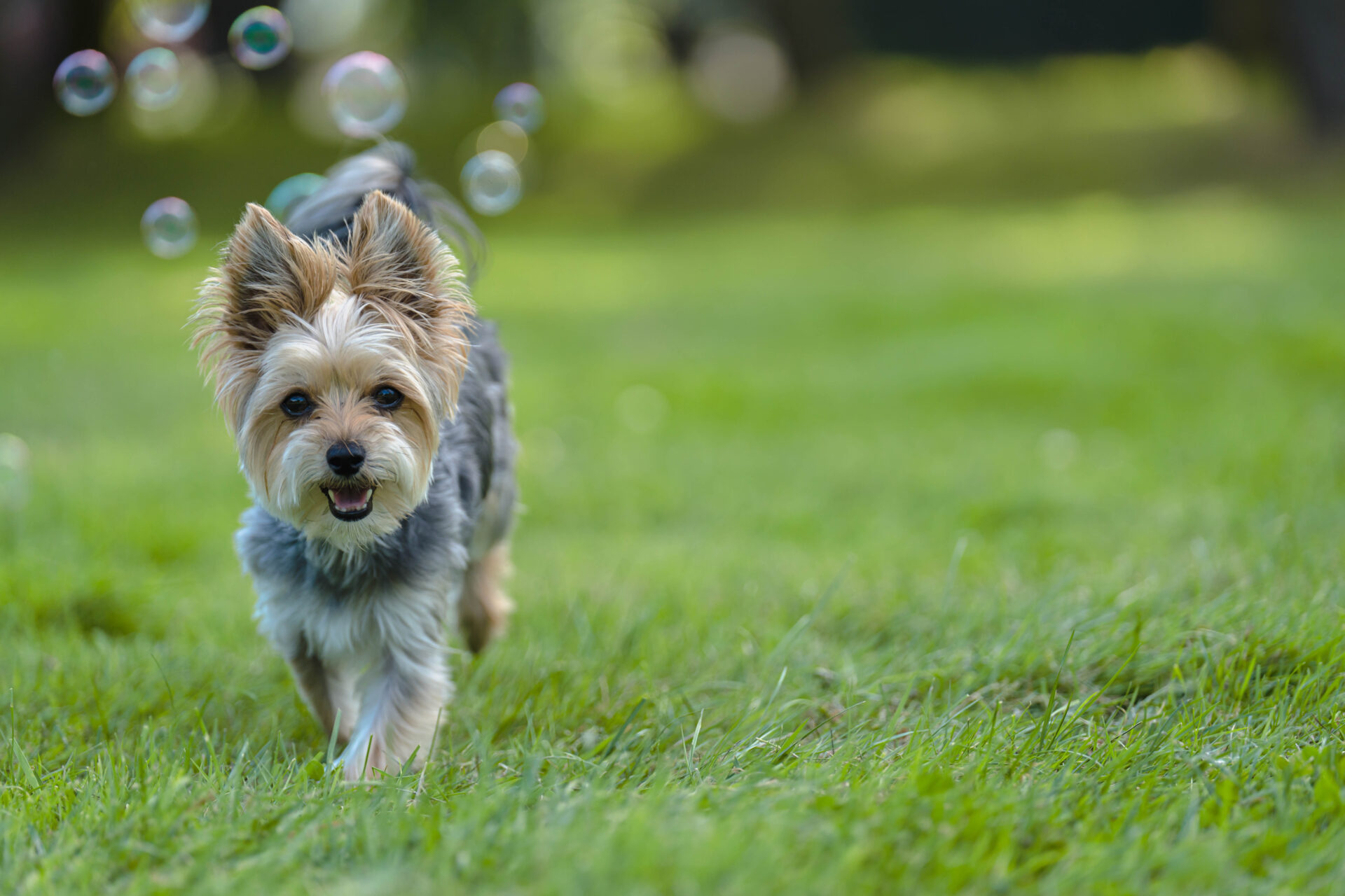Dog Bubbles