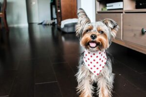 yorkshire terrier - no shed dogs