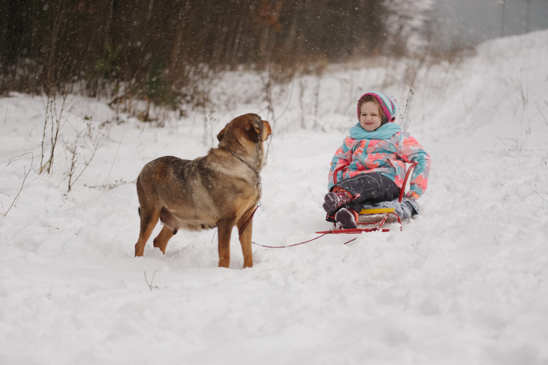 preparing your pets for cold weather