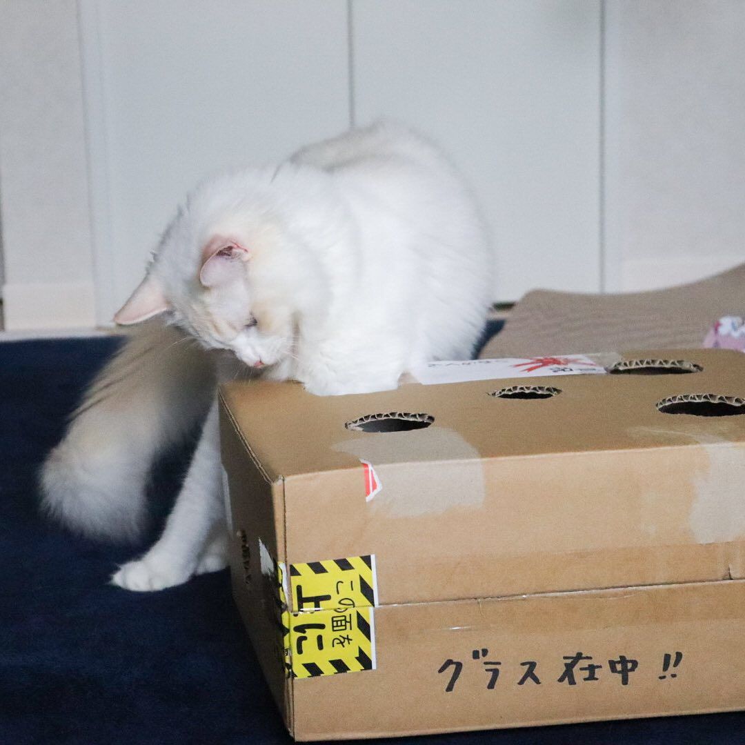 Hide-n-Seek Box for cats