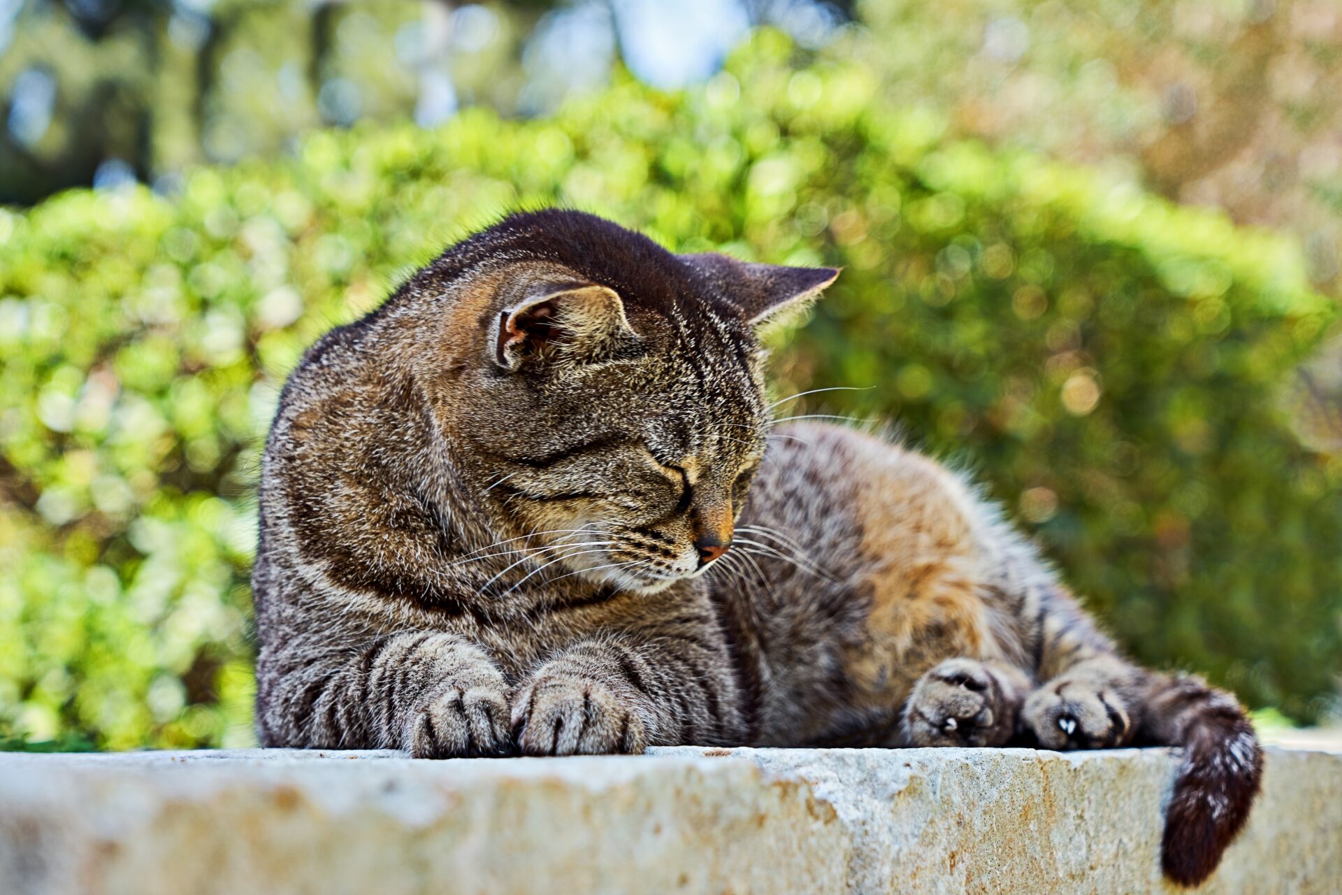 Sleeping cute brown tabby cat. Tabby cat lying outdoor. Gray street striped kitten outside