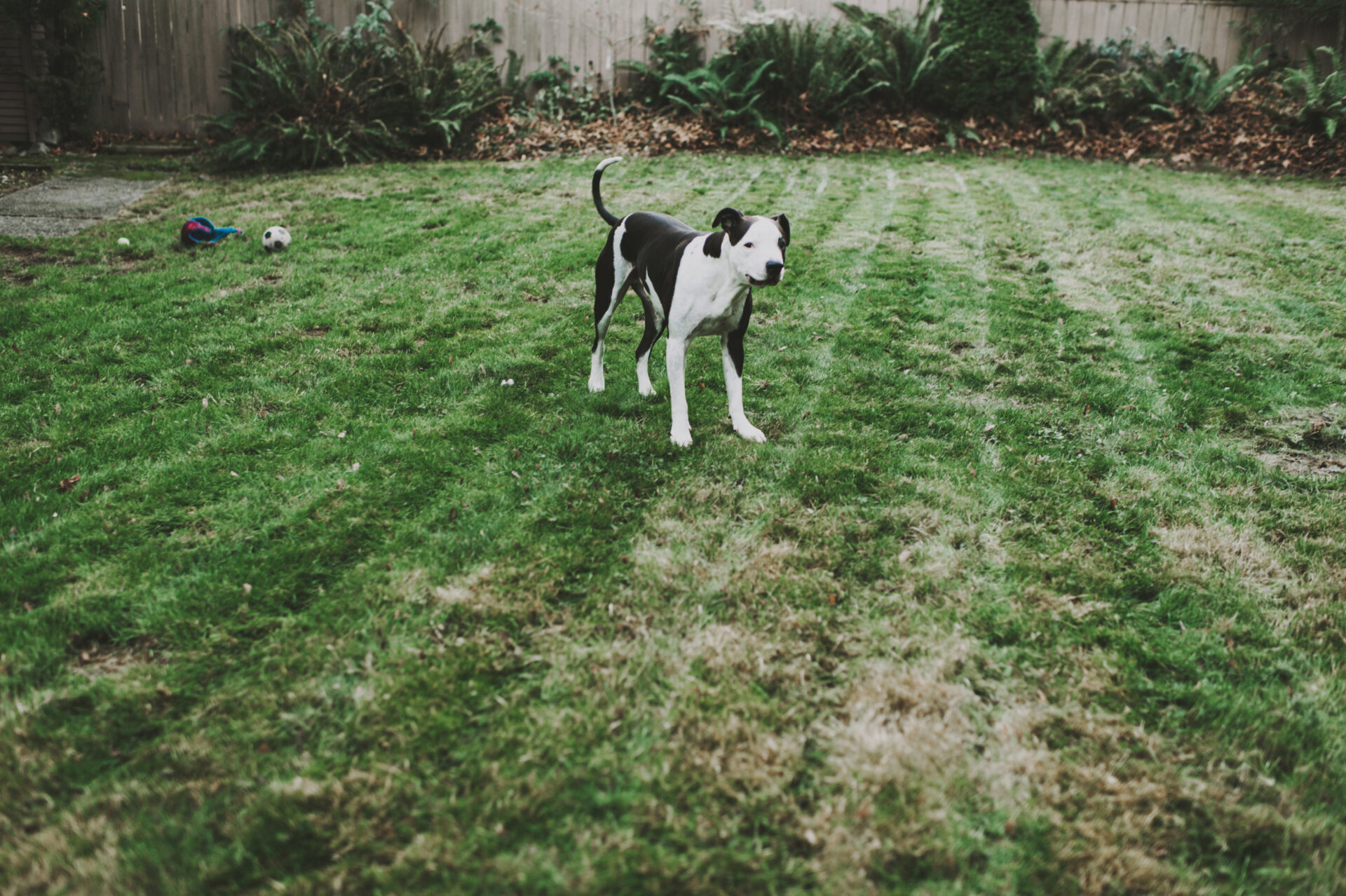 Dog Standing On Grassy Field