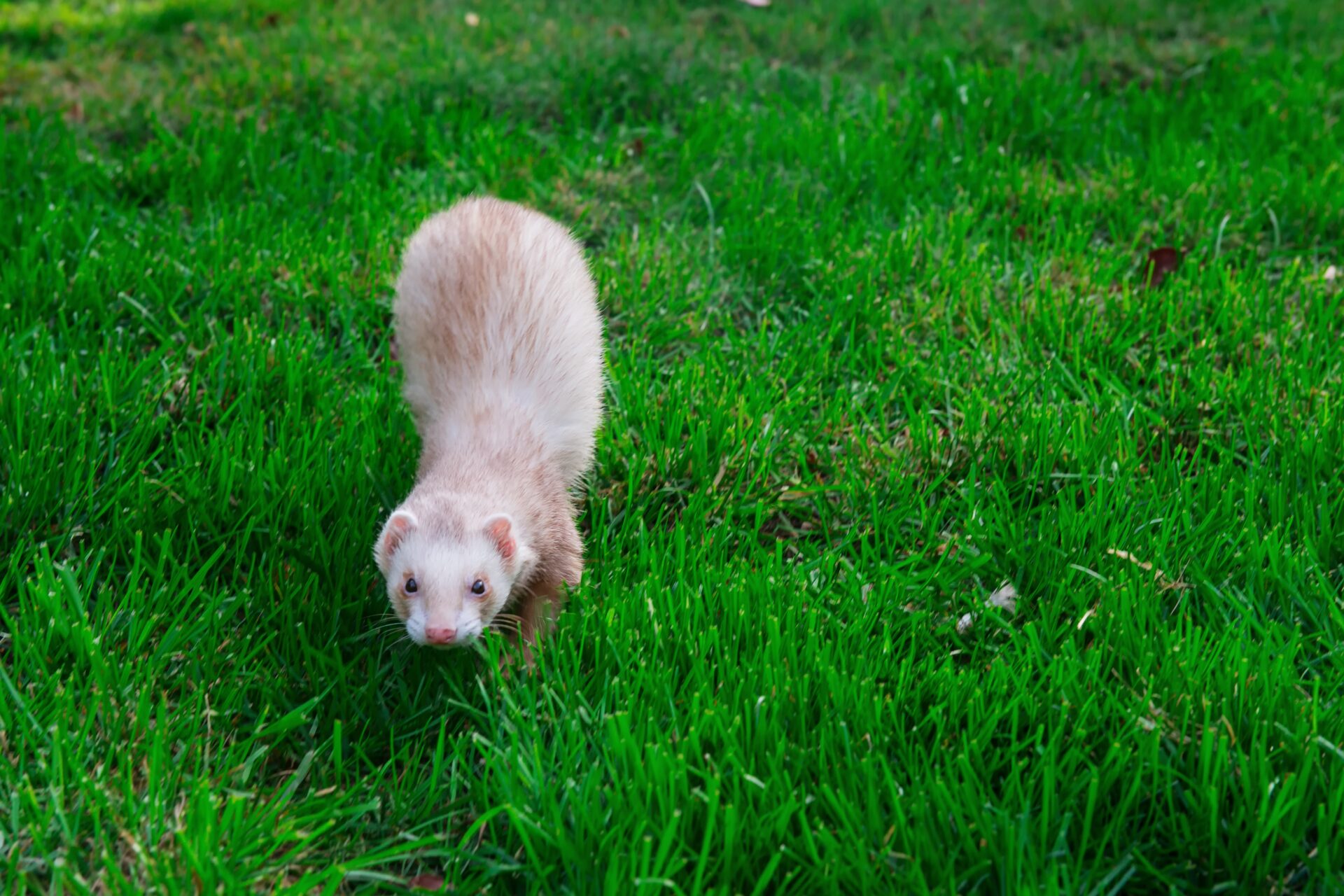 how to care for a ferret