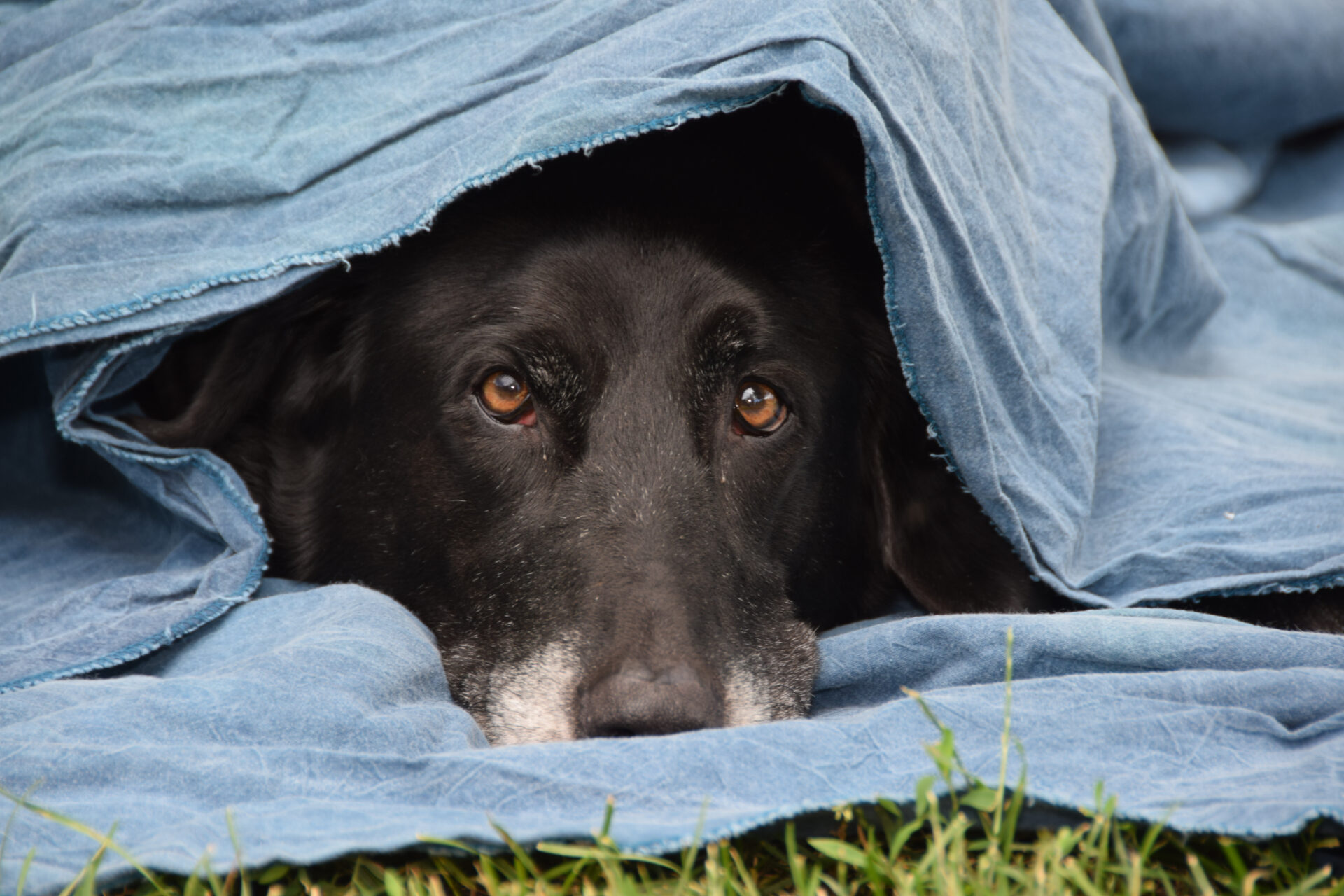 dog resting under a blanket