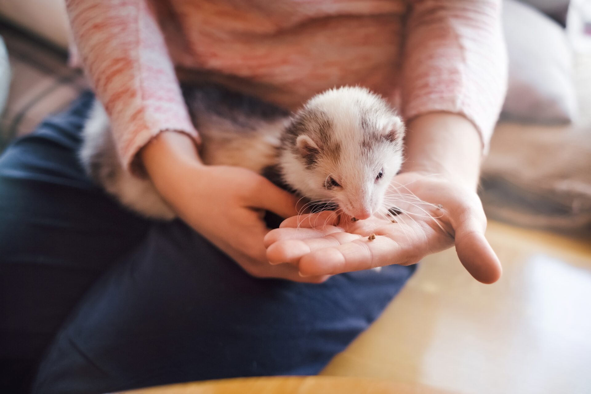 Pet ferret eating from the hand of its owner
