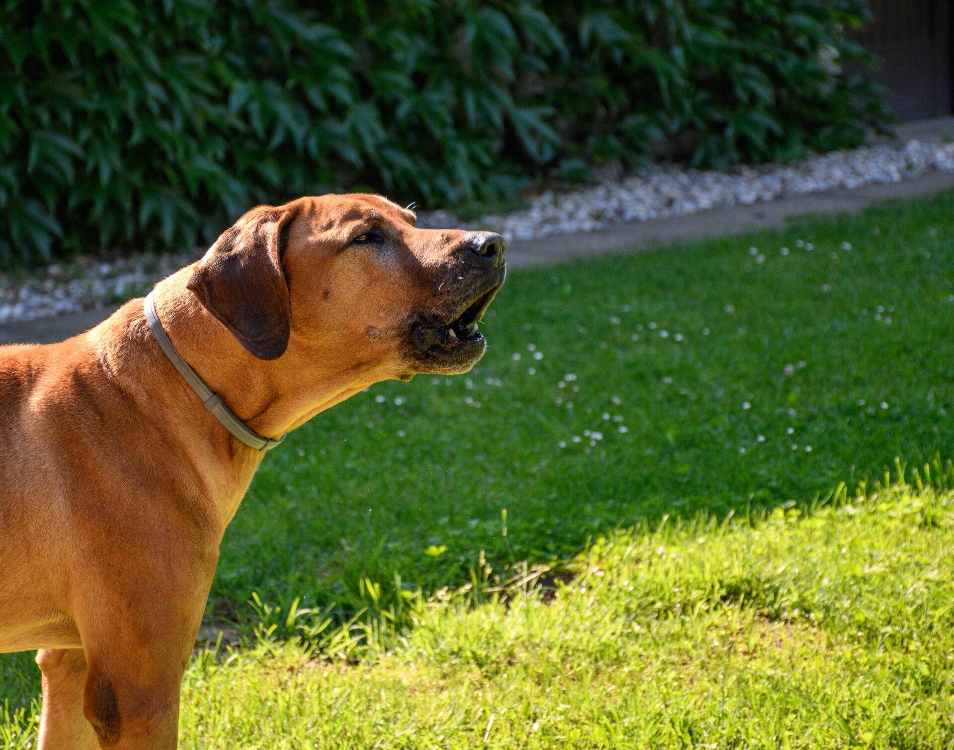teaching your dog to speak is an easy dog trick