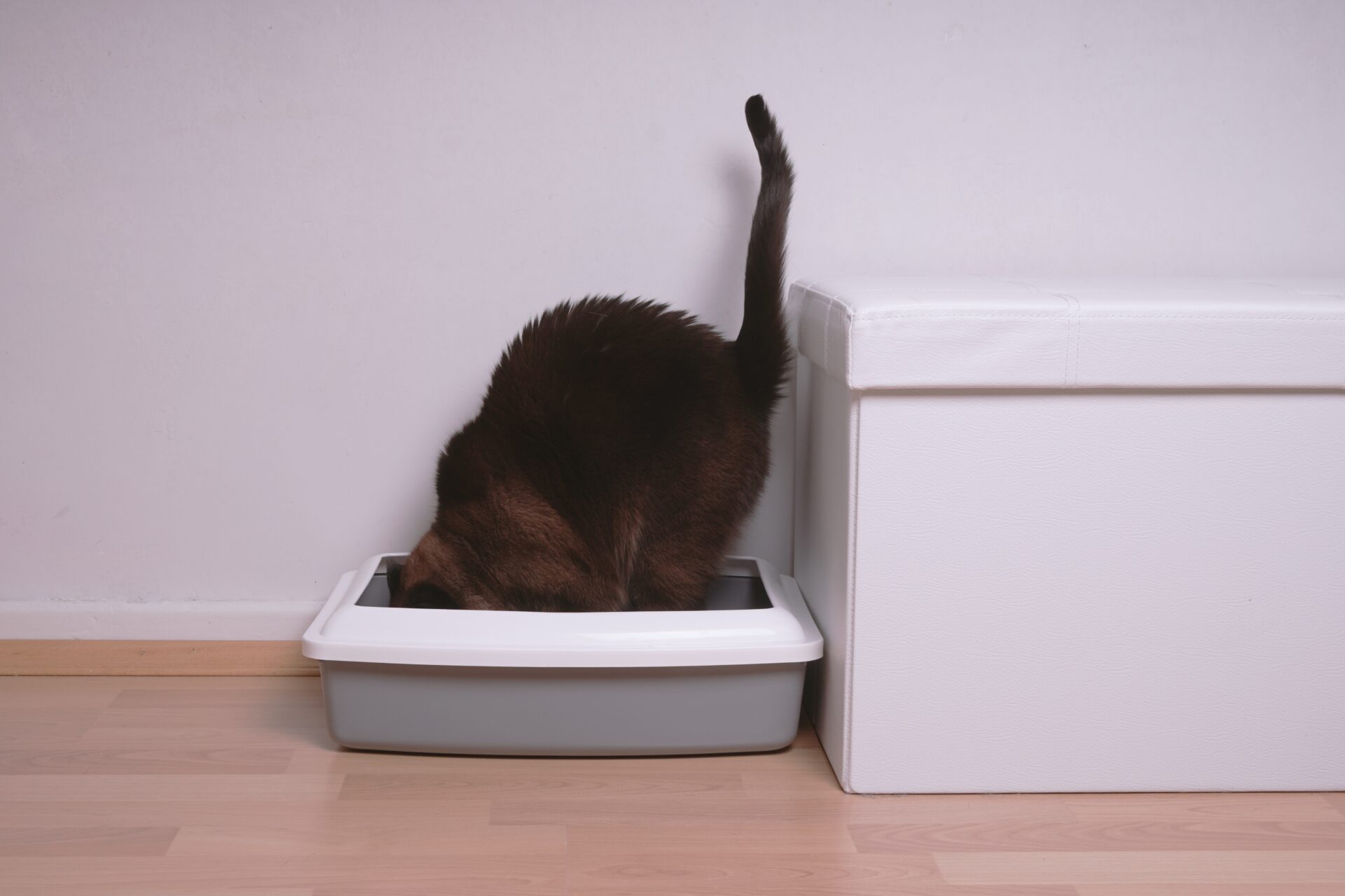 cat in too small litterbox