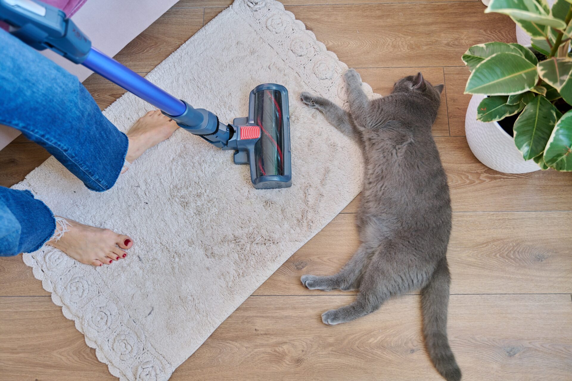 person vacuuming cat hair