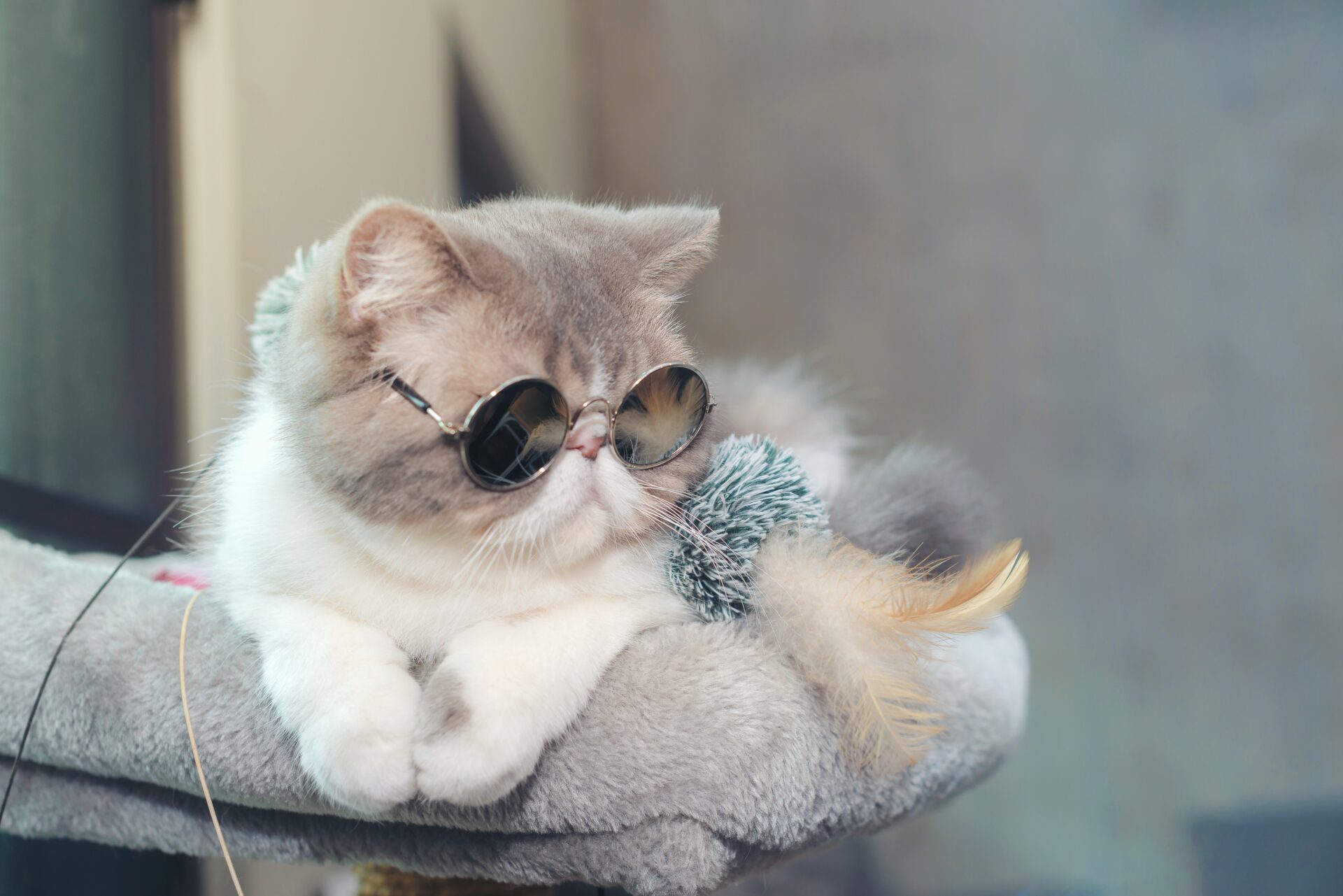 a cute cat wearing sunglasses