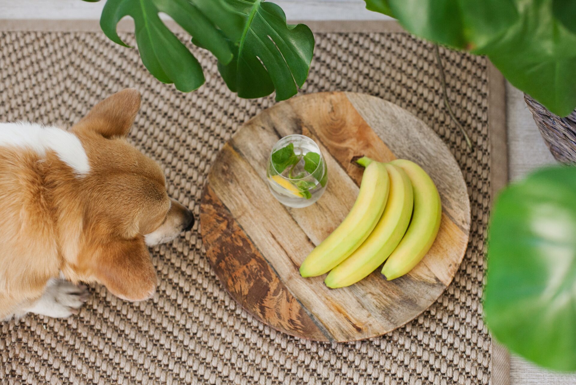 dog eating bananas