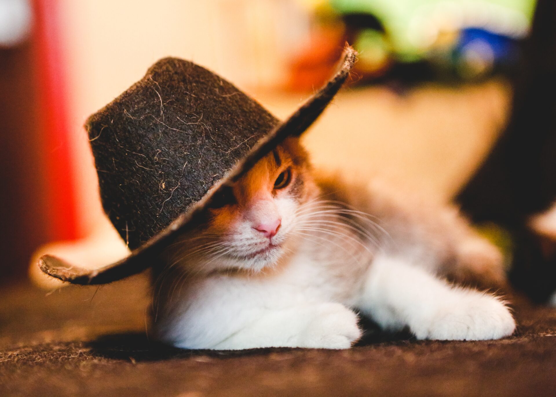 cute cat wearing a cowboy hat